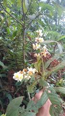 Saurauia isoxanthotricha