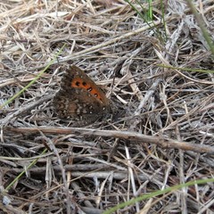 Aloeides thyra orientis