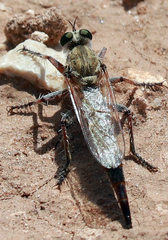 Proctacanthella