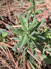 Lithospermum multiflorum