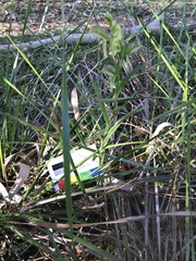 Pterostylis chlorogramma