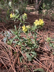 Lithospermum multiflorum