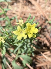 Lithospermum multiflorum