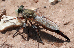 Proctacanthella