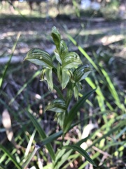 Pterostylis chlorogramma