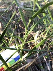 Pterostylis chlorogramma