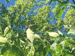 Sympetrum semicinctum