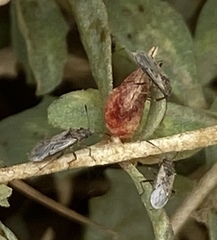 Nysius raphanus