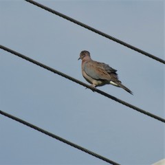 Streptopelia senegalensis senegalensis