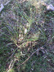 Pterostylis chlorogramma