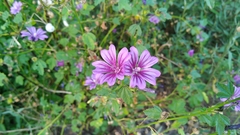 Malva sylvestris