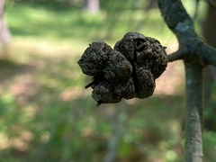 Callirhytis clavigera