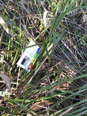 Pterostylis chlorogramma