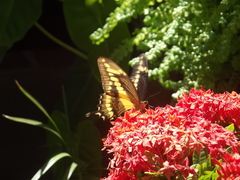 Heraclides homothoas