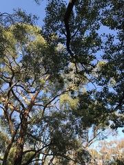 Pterostylis chlorogramma