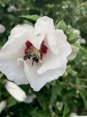 Bombus impatiens