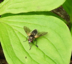 Blera nigra