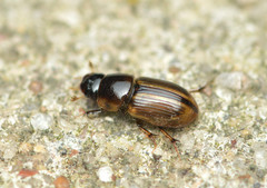 Labarrus cincticulus