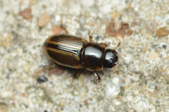 Labarrus cincticulus