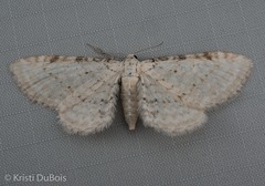 Eupithecia cretaceata
