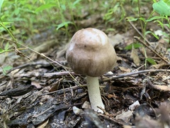 Pluteus ephebeus