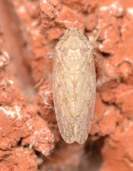 Curtara insularis