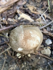 Pluteus ephebeus