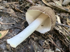 Pluteus ephebeus