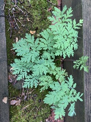 Dicentra eximia