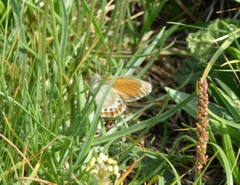 Coenonympha gardetta