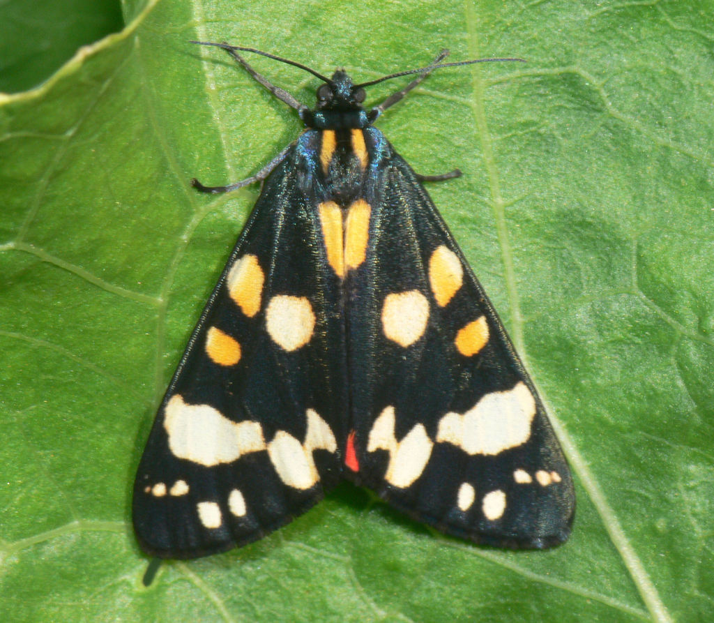 Callimorpha