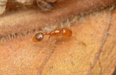 Solenopsis texana