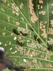 Xanthogaleruca luteola