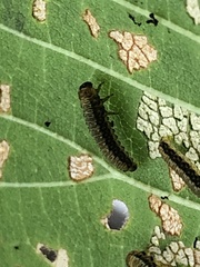 Xanthogaleruca luteola