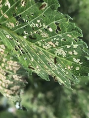 Xanthogaleruca luteola