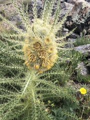Cirsium funkiae