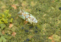 Protalebrella conica