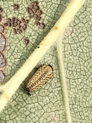 Xanthogaleruca luteola