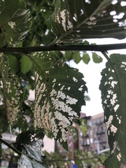 Xanthogaleruca luteola