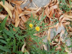 Asteraceae
