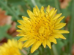Asteraceae