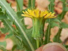 Asteraceae