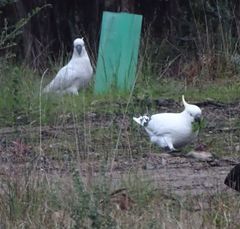 Cacatua galerita galerita