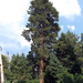 Pinus ponderosa benthamiana - Photo (c) Mitch, algunos derechos reservados (CC BY-SA)