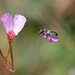 Megachile montivaga - Photo (c) Robin Gwen Agarwal, algunos derechos reservados (CC BY-NC), uploaded by Robin Gwen Agarwal