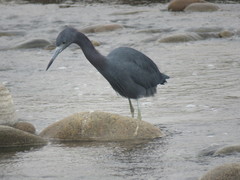 Egretta caerulea