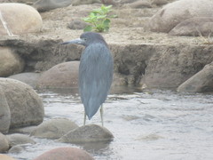 Egretta caerulea
