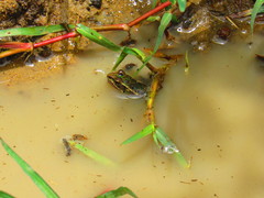 Lithobates neovolcanicus