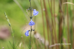 Salvia reptans