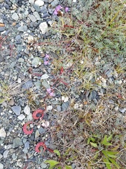 Astragalus nutzotinensis